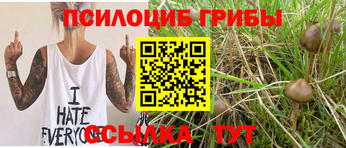 Псилоцибиновые грибы Psilocybe  Богородск 
